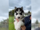 Sibi�sk� husky �t��ata s PP