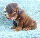 Buldog �okol�dov� barvy