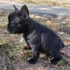 Francouzsk� buldo�ek s PP