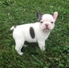 **Francouzky Buldo�ky**