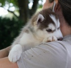 �t��ata S.huskyho bez PP