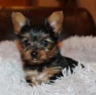 jork��rsk� teri�r.