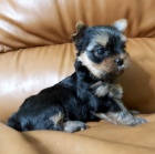 Jork��rsk� terrier 