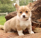miluj�c� Welsh Corgi (Pembroke)