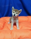 Shiba Inu �t��ata 12 t�dn� pro dobr� domov