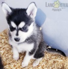 Pomsky psi jsou k dispozici pro dobr� rodiny.