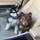 Pomsky psi jsou k dispozici pro dobr� rodiny.