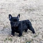 _ francouzsk� buldok �t��ata k adopci M�sto �esky   jsou dob�e vychovan� a miluj� hran� s rodinami d�t� Cht�l bych v�s tak� informovat, �e tyto �t��ata neprod�v�m proto, �e b�vali doma s m�mi rodi�i, zat�mco j� chod�m do pr�ce, a kv�li viru corona. Ztrati