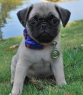 Rozko�n� �t��ata Pug; ',
