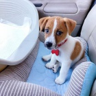 �t���tka Jack Russell k adopci.