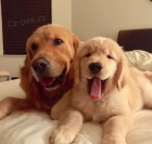 �t��ata zlat�ch retr�vr� k adopci.