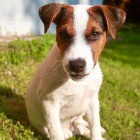  �t���tka Jack Russell k adopci.