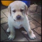 labradorsk� �t��ata k adopci.