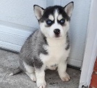  �t��ata sibi�sk�ho husky k adopci. 