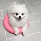 ��asn� �picl �t��ata k adopci.