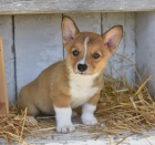 miluj�c� Welsh Corgi (Pembroke)