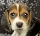 Kr�sn� �t���tka Beagle