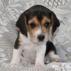 ڞasn� trikolorn� b�glov�