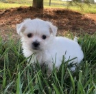 Zdrav� a o�kovan� maltsk� �t��ata