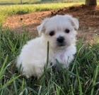 Zdrav� a o�kovan� maltsk� �t��ata