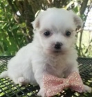 ڞasn� miniaturn� maltsk� �t��ata