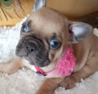 Kr�sn� �ern�, modr�, b�ov� �t��ata francouzsk�ho buldo�ka