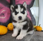 Zdrav� �t���tka Huskies