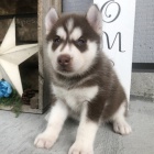 Sibi�sk� husky