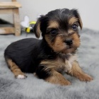 Miniaturn� �t��ata york��rsk�ho teri�ra