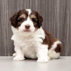 Zdrav� havansk� �t��ata