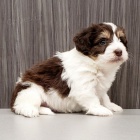 Zdrav� havansk� �t��ata