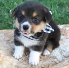 �t��ata Pembroke Welsh Corgi