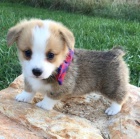 O�kovan� �t��ata Pembroke Welsh Corgi