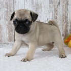 b�ov� mops �t��ata