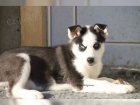 Sibi�sk� Husky - �t��ata s PP