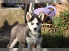 Sibi�sk� Husky - �t��ata s PP