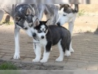 Sibi�sk� Husky - �t��ata s PP