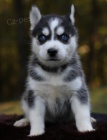 Kr�sn� miminka �t��ata Pomskies