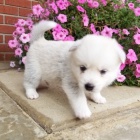 Kr�sn� miminka �t��ata Pomskies