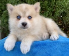 O�kovan� �t���tka Pomskies