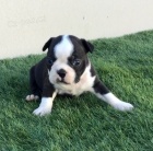 O�kovan� �t��ata bostonsk�ho teri�ra