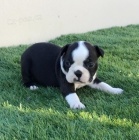 O�kovan� �t��ata bostonsk�ho teri�ra