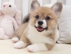 �t��ata Pembroke Welsh Corgi