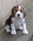 BEAGLE �T��ATA