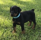 DOBERMAN �T��ATA