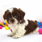 Na prodej roztomil� �t���tka mini shih tzu