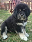 Tibetsk� doga - �teniatka k odberu po 15.11.2020