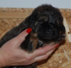 Tibetsk� doga-�t��ata s PP