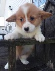 �t��ata Pembroke Welsh Corgi