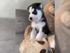Sibi�sk� husky - �teniatka s PP 